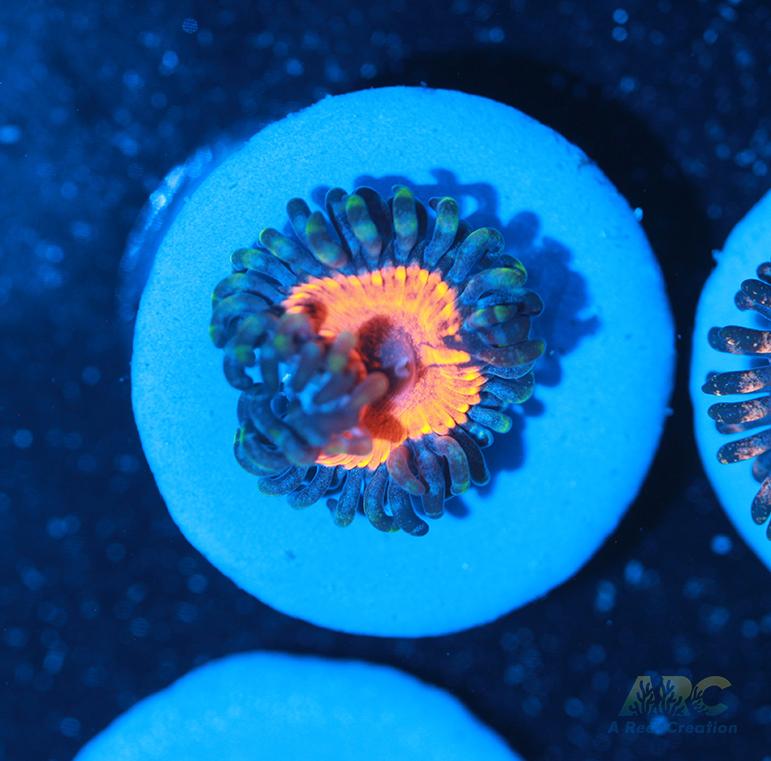 Joe's Pink Zoa