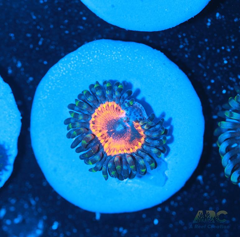 Joe's Pink Zoa