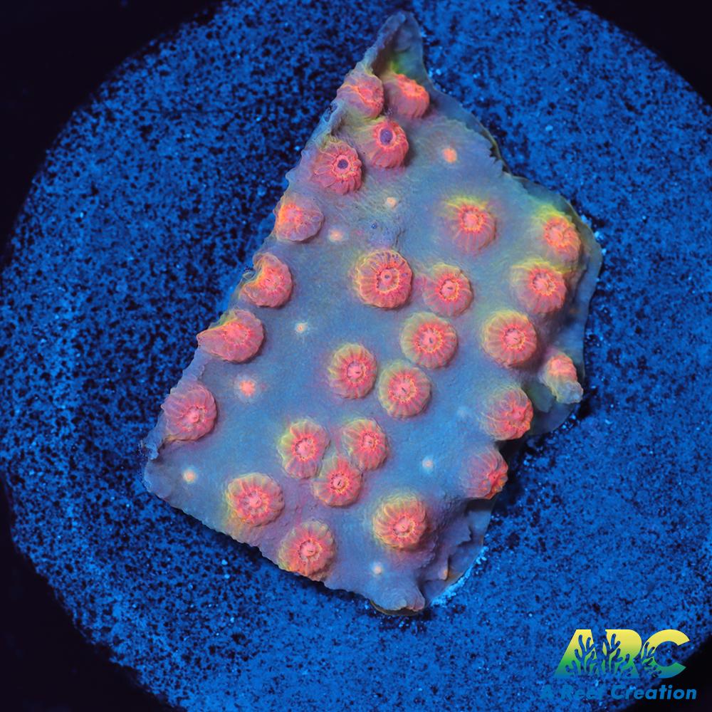 ARC Techno Viking Cyphastrea