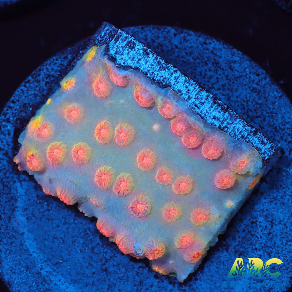 ARC Techno Viking Cyphastrea