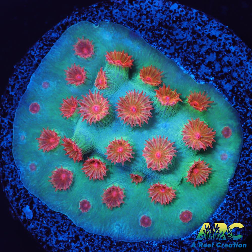 Meteor Shower Cyphastrea