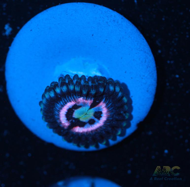 CC Pink Constellation