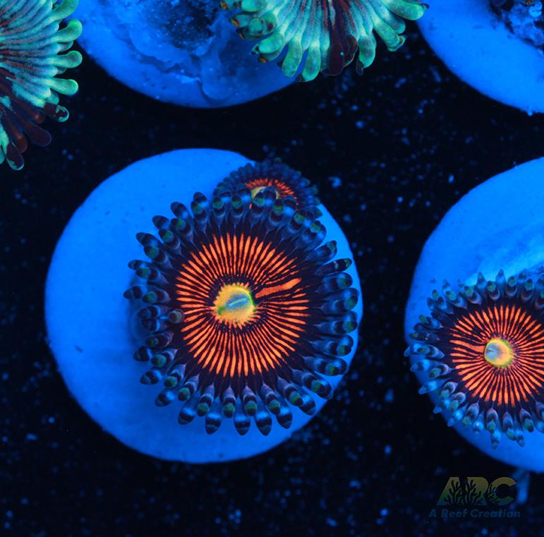 God of War Revolution