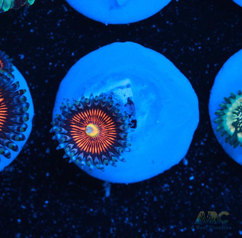 God of War Revolution