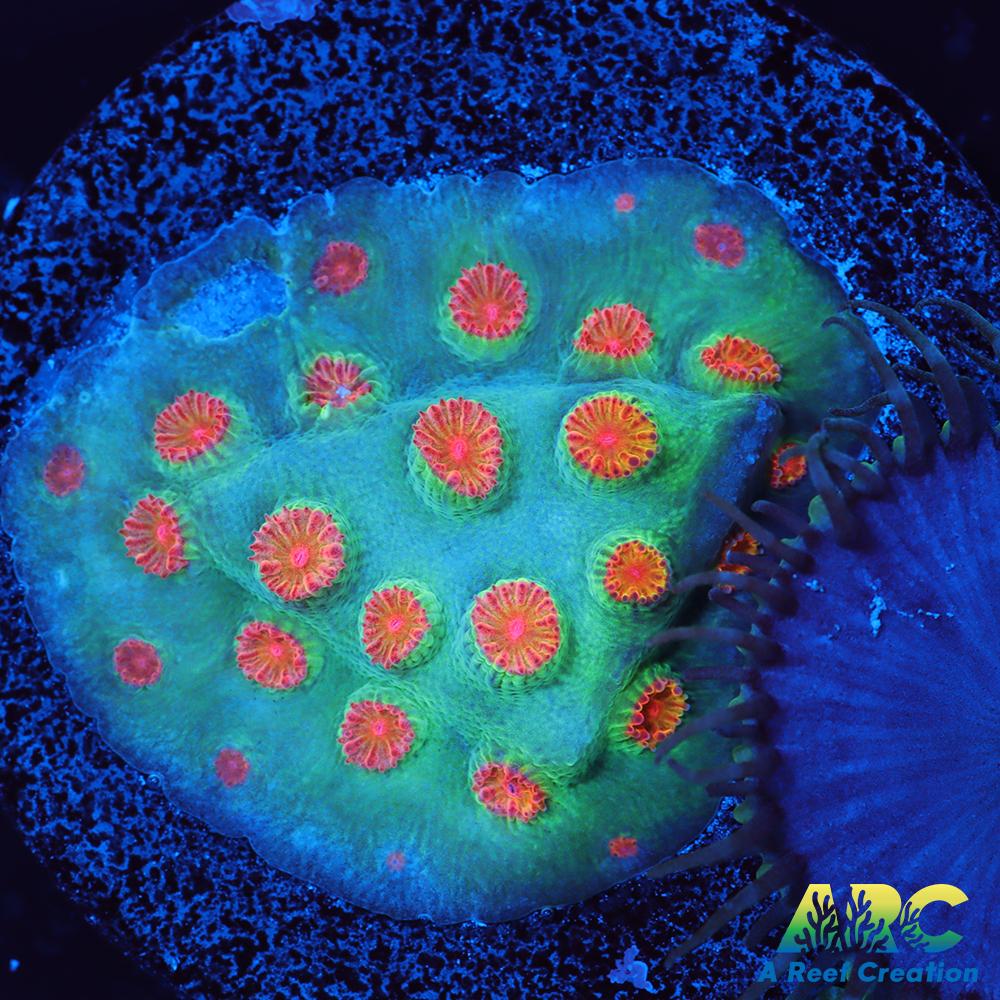 Meteor Shower Cyphastrea