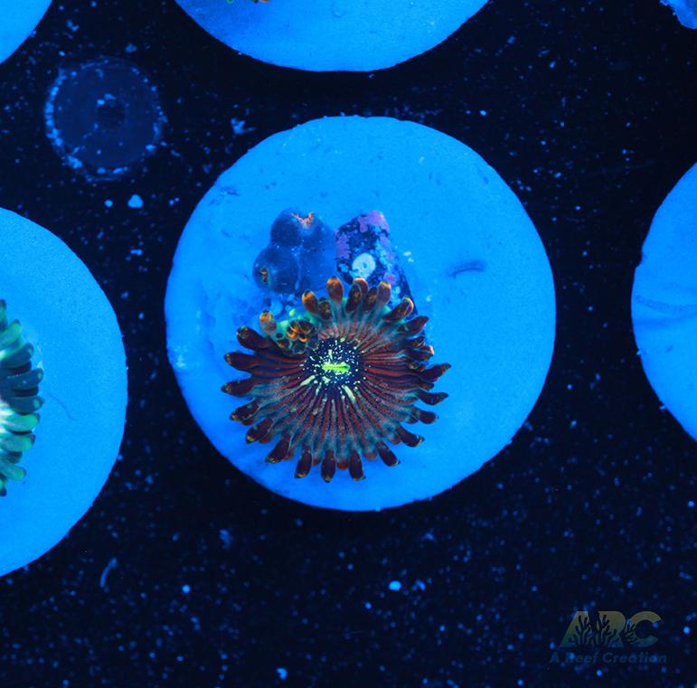 ARC Magical Magicians