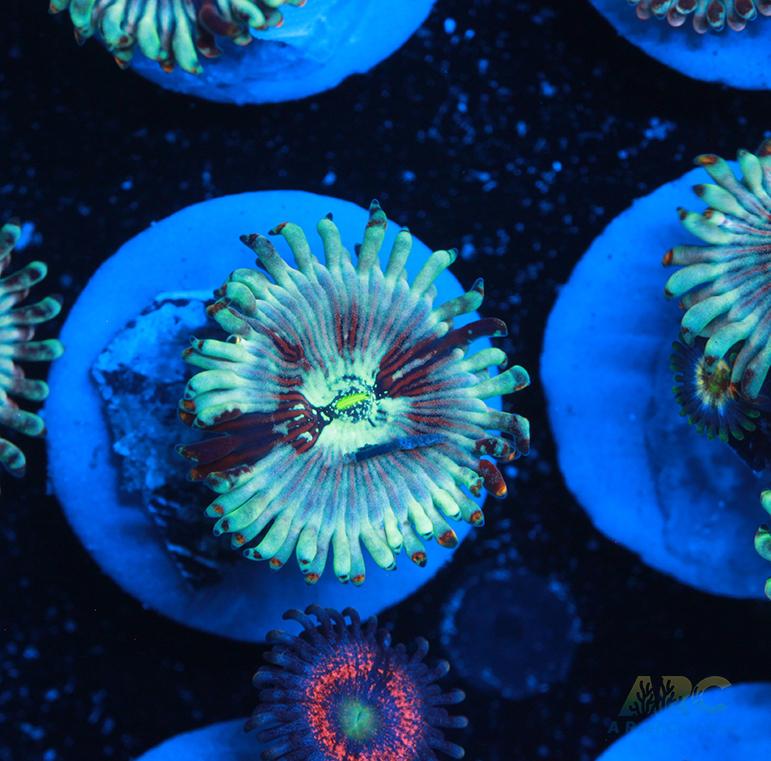 ARC Magical Magicians