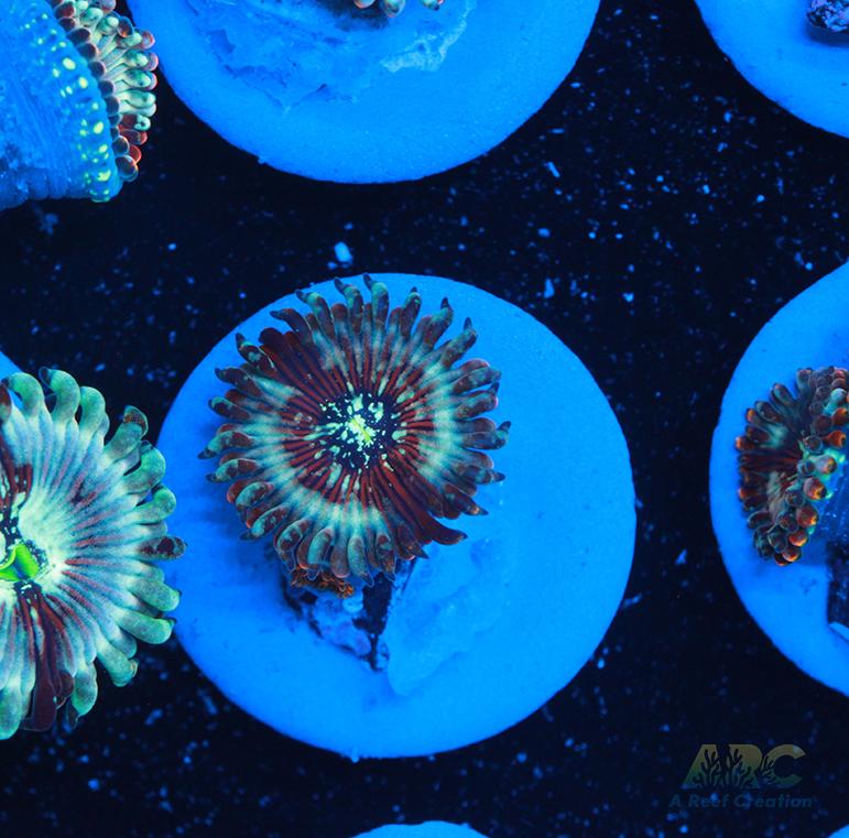 ARC Magical Magicians