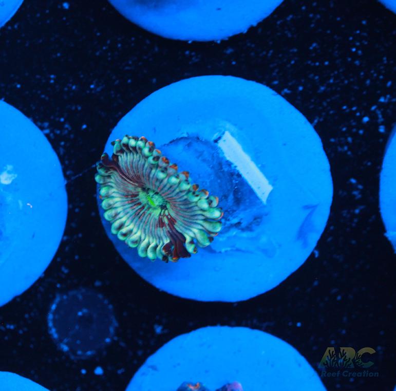 ARC Magical Magicians