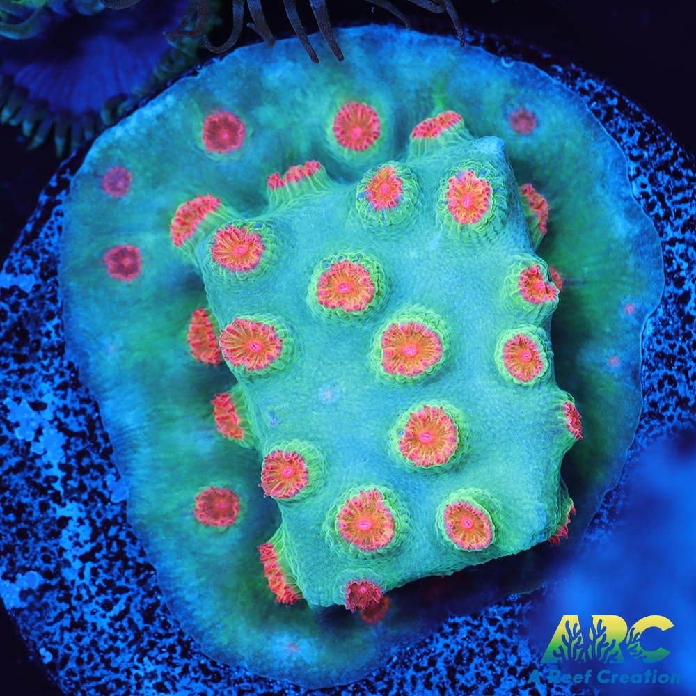 Meteor Shower Cyphastrea