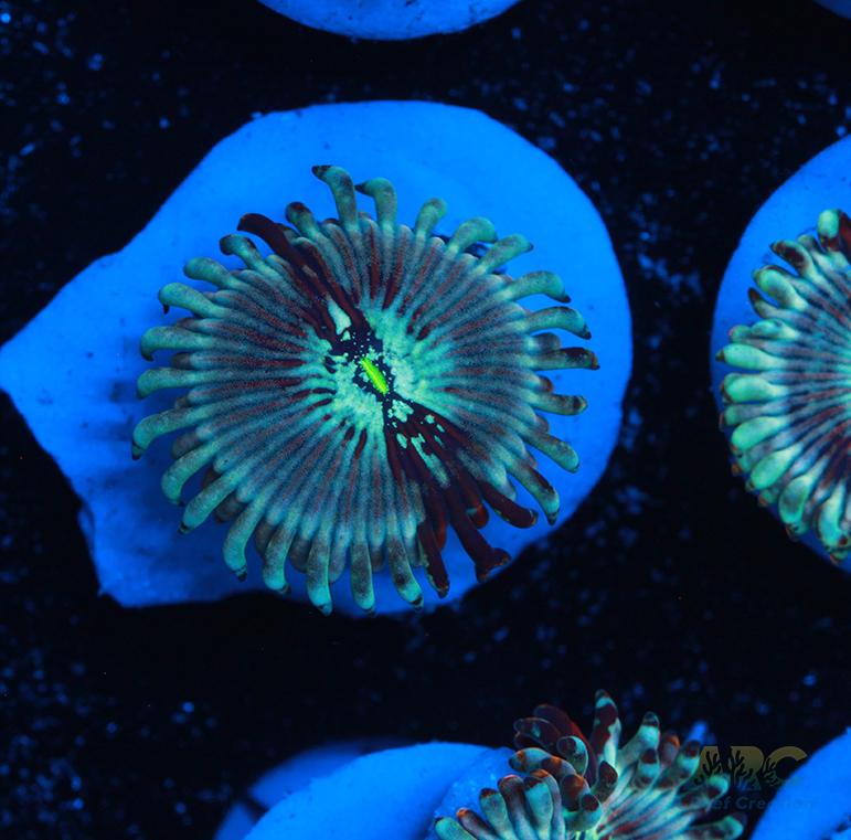 ARC Magical Magicians