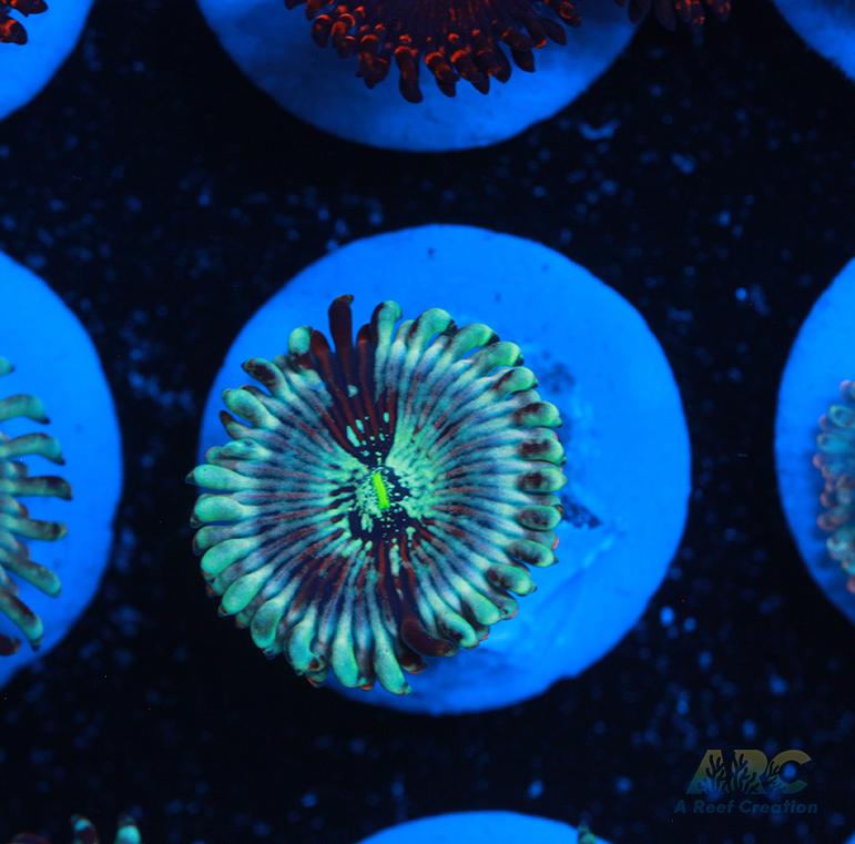 ARC Magical Magicians