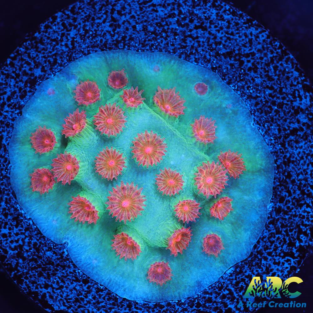 Meteor Shower Cyphastrea