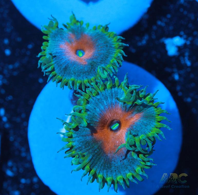 Captain America Paly