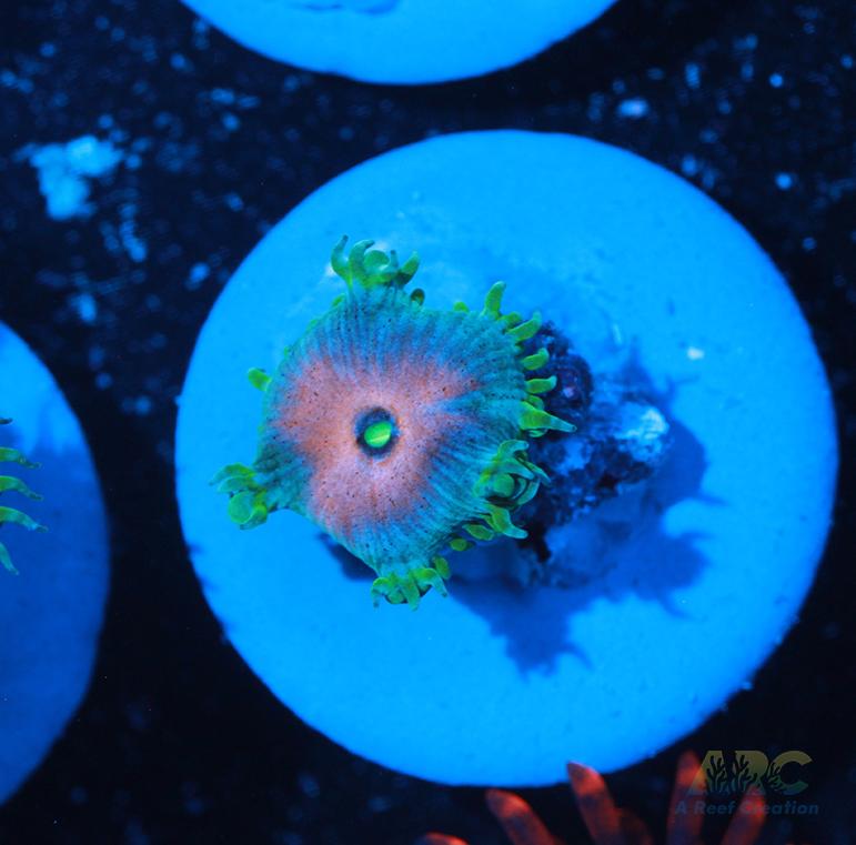 Captain America Paly