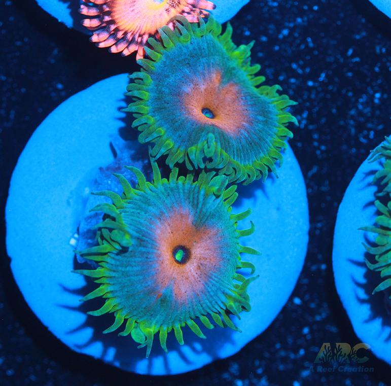 Captain America Paly