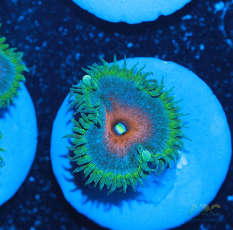 Captain America Paly