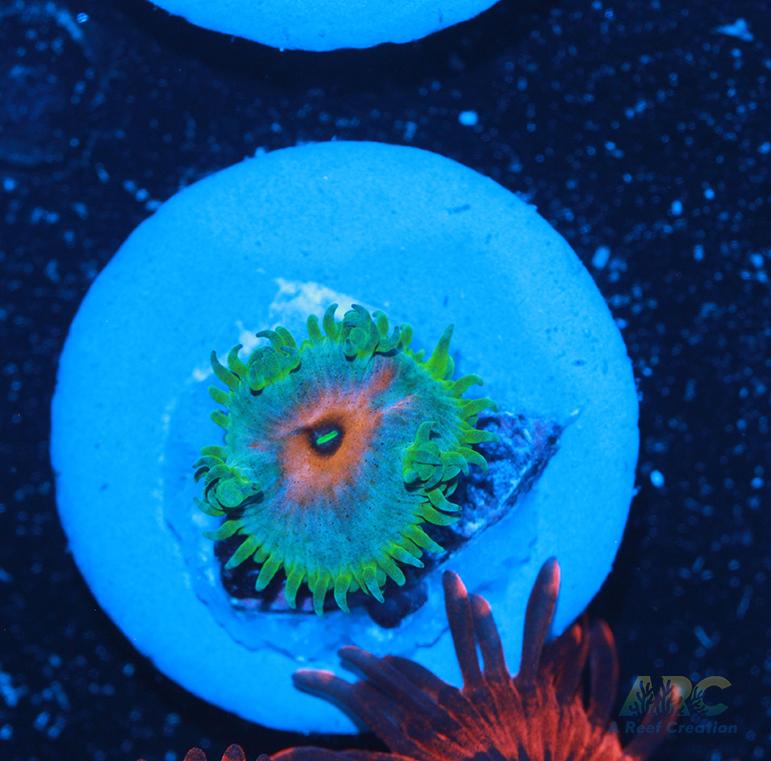 Captain America Paly