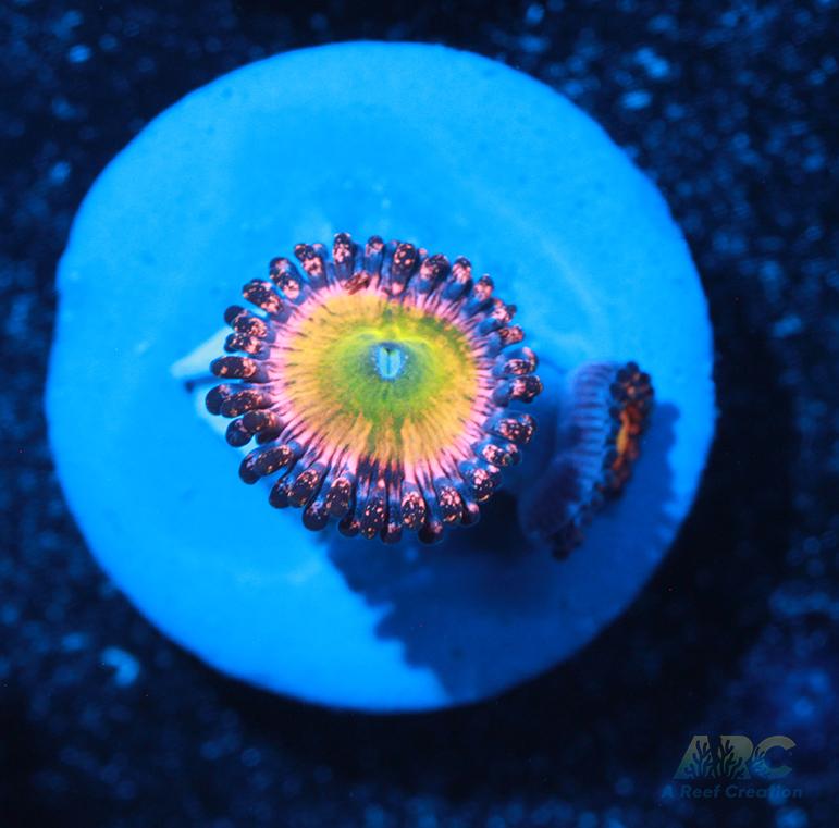 CB Rainbow Infusion