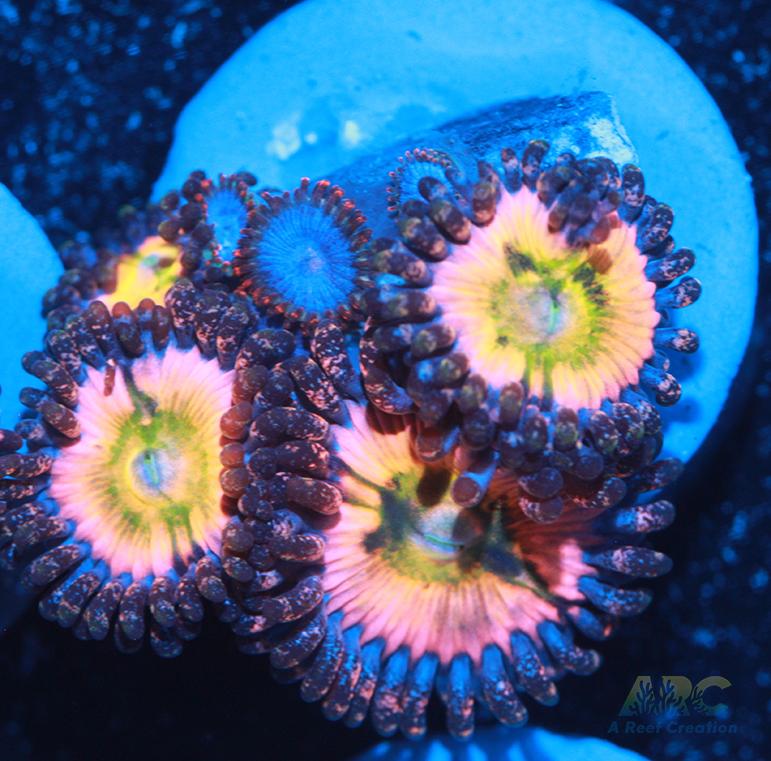 CB Rainbow Infusion and fire and ice Zoas