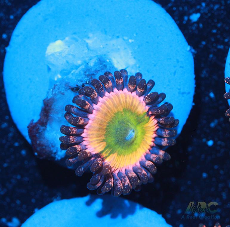 CB Rainbow Infusion