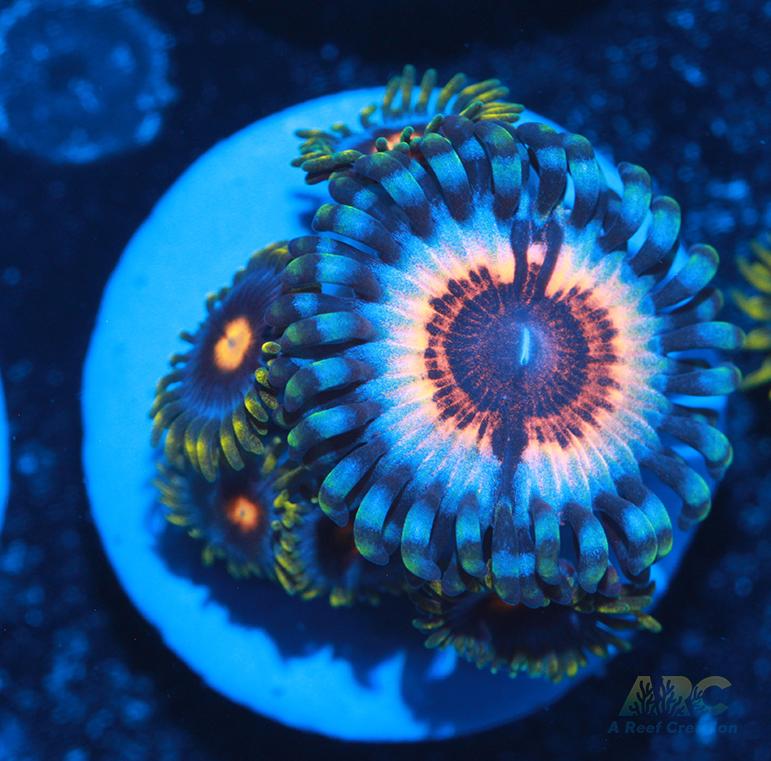 Vamps in Drag with Blowpops