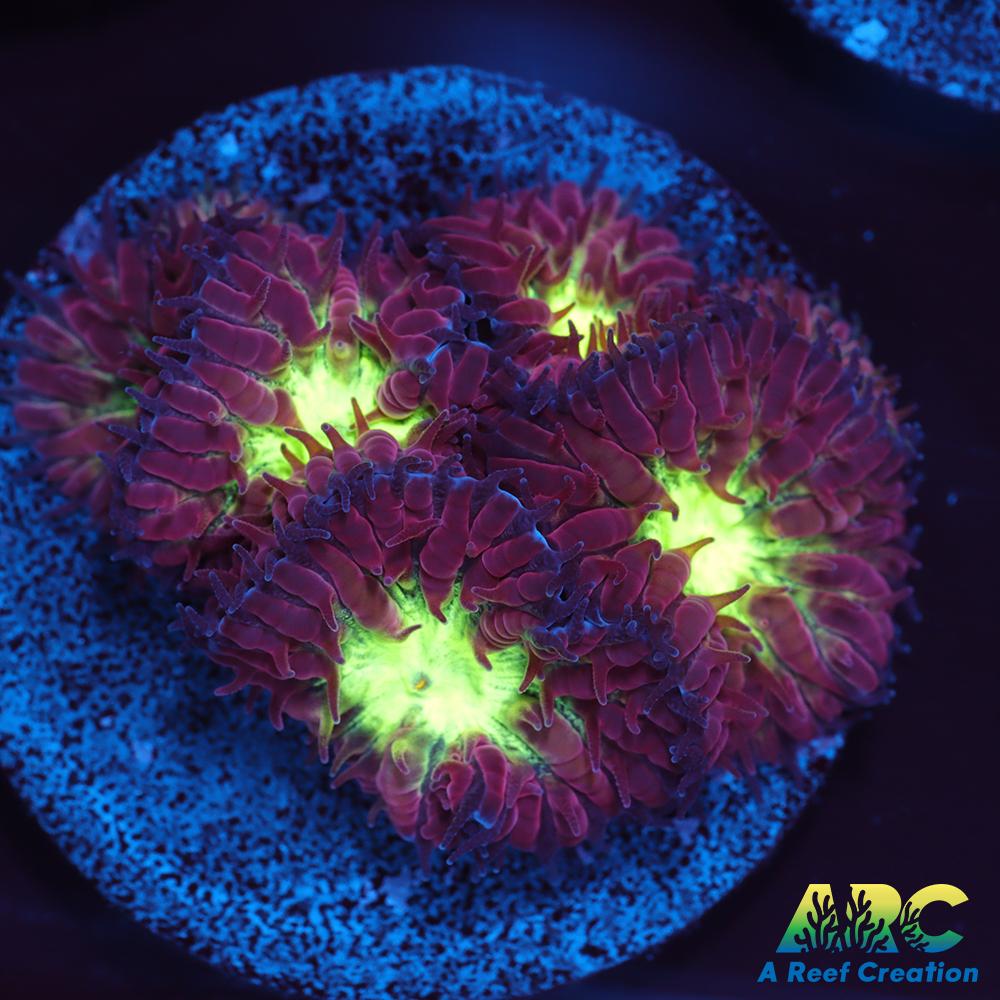 ARC Red Velvet Blasto Merletti