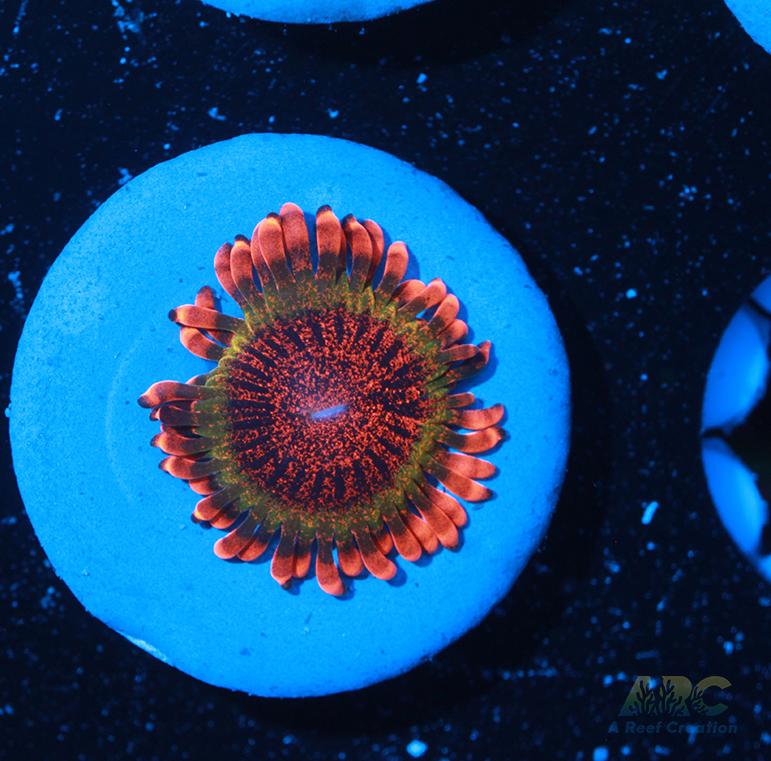 Speckled Krak
