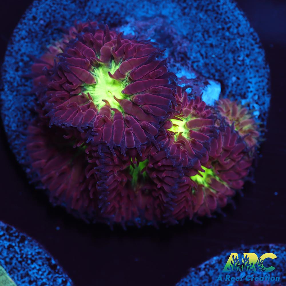 ARC Red Velvet Blasto Merletti