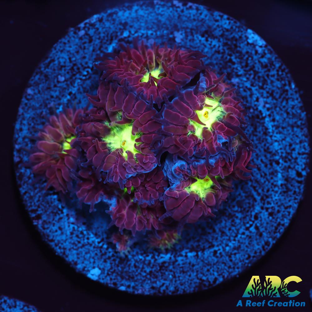 ARC Red Velvet Blasto Merletti