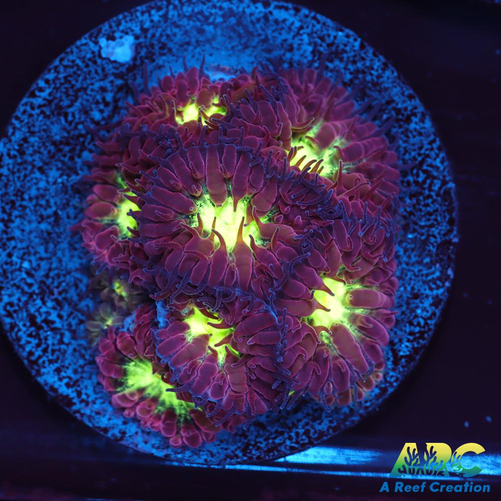 ARC Red Velvet Blasto Merletti