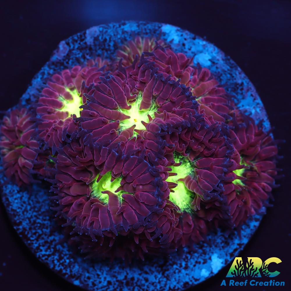 ARC Red Velvet Blasto Merletti