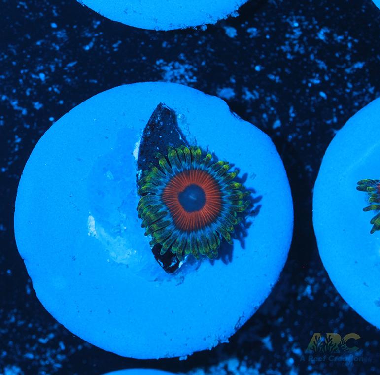 Deep Water Watermelons