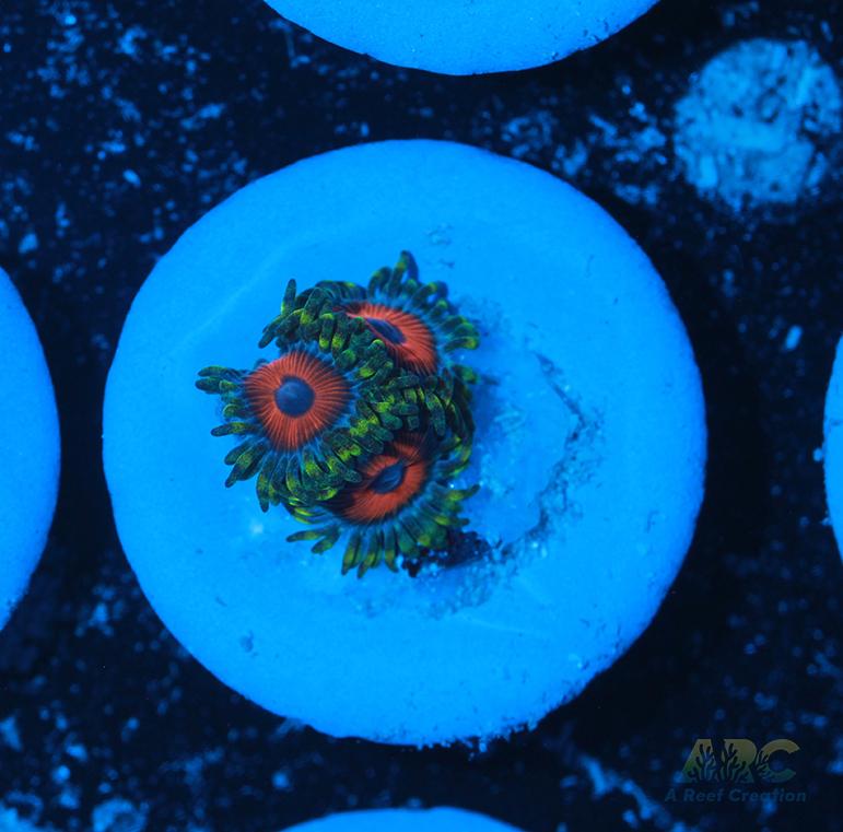 Deep Water Watermelons