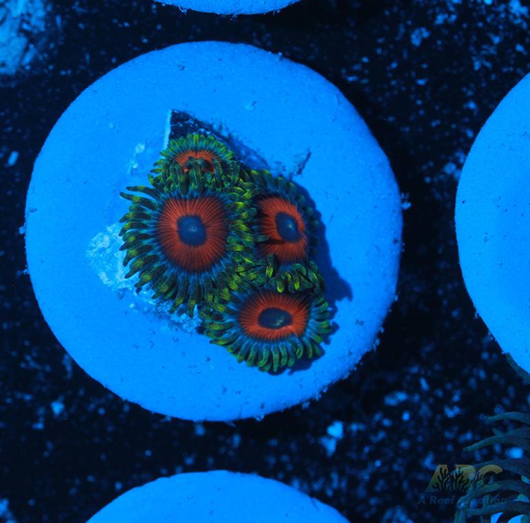 Deep Water Watermelons