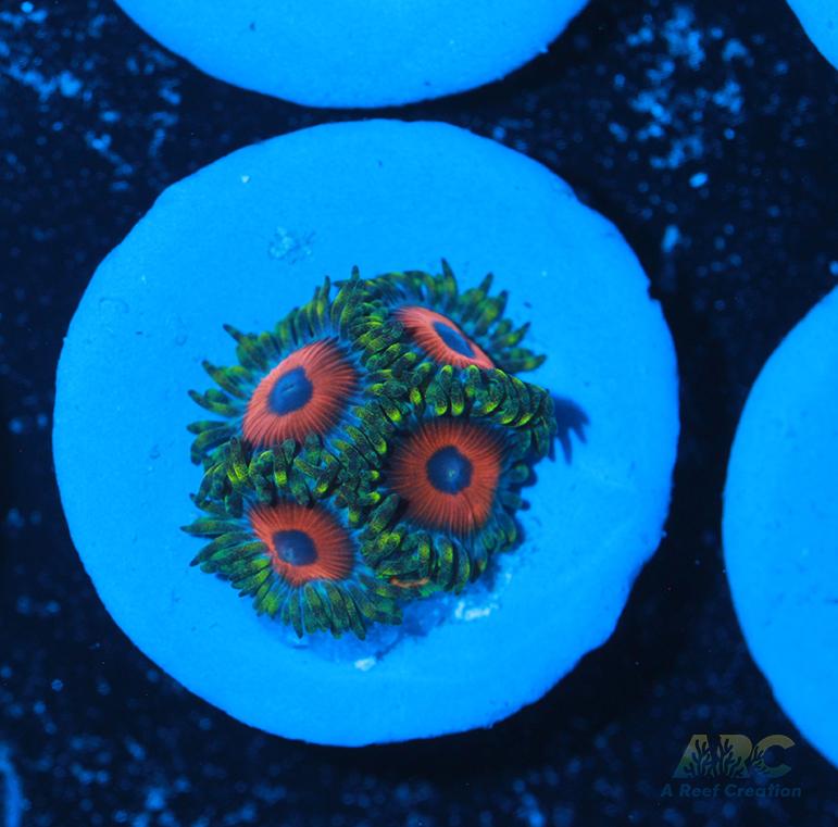 Deep Water Watermelons