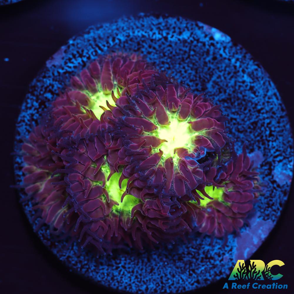 ARC Red Velvet Blasto Merletti