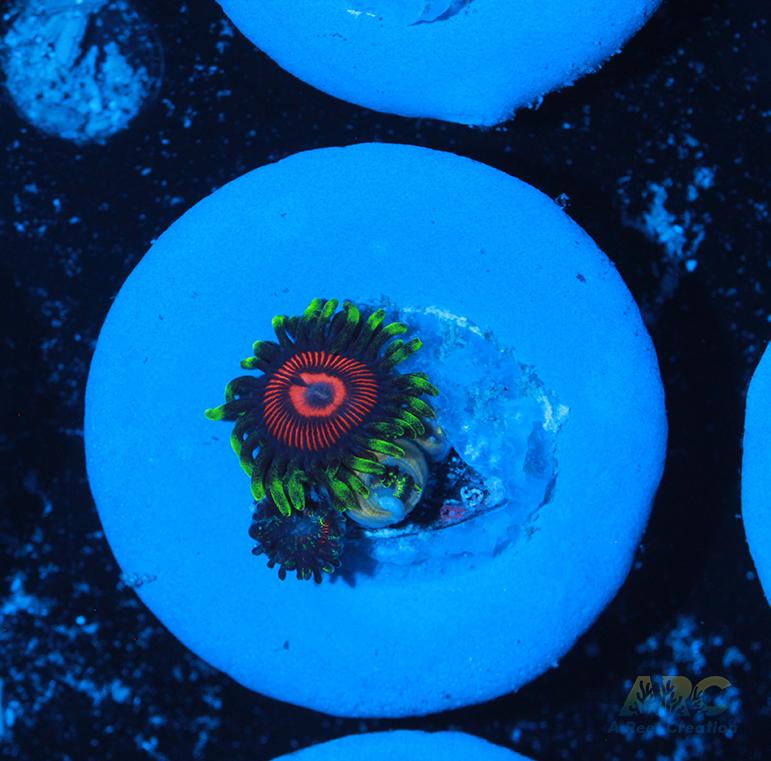 WWC Space Queen Zoas