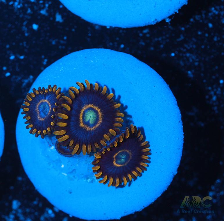 Blue Hornet Zoa