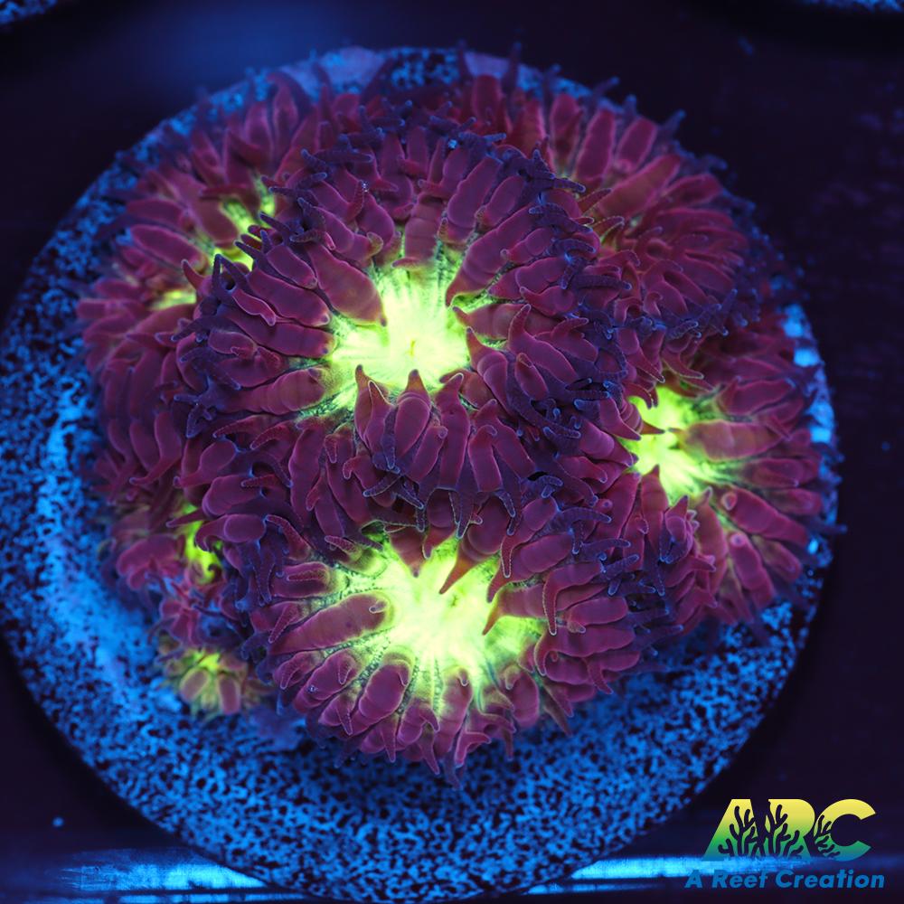 ARC Red Velvet Blasto Merletti