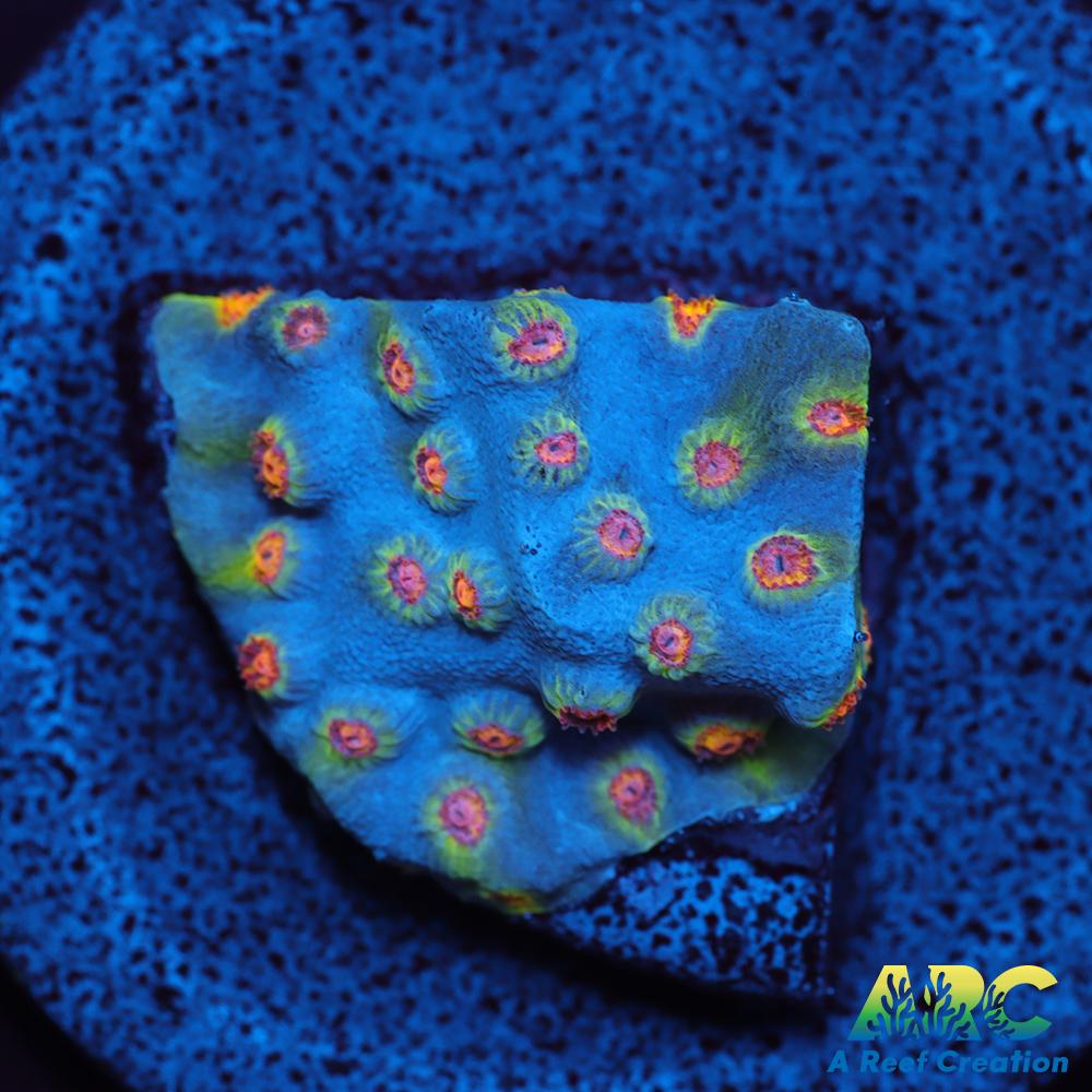 ARC Zombie Eyes Cyphastrea