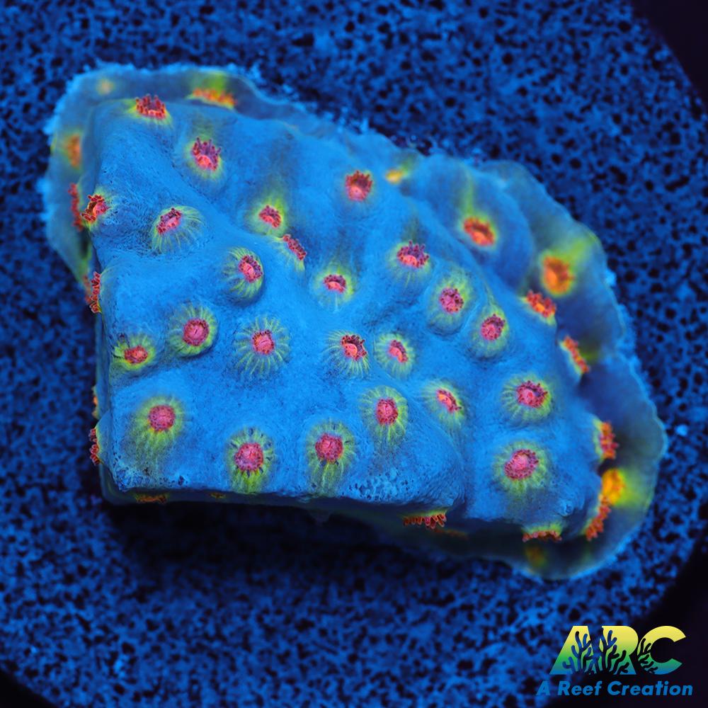 ARC Zombie Eyes Cyphastrea