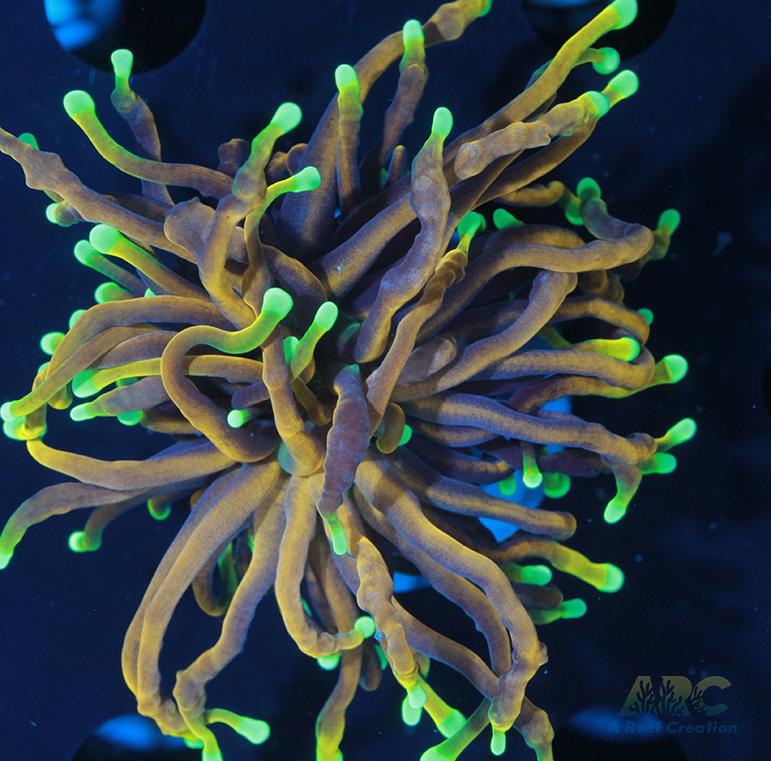 Dragon Soul Torch #1