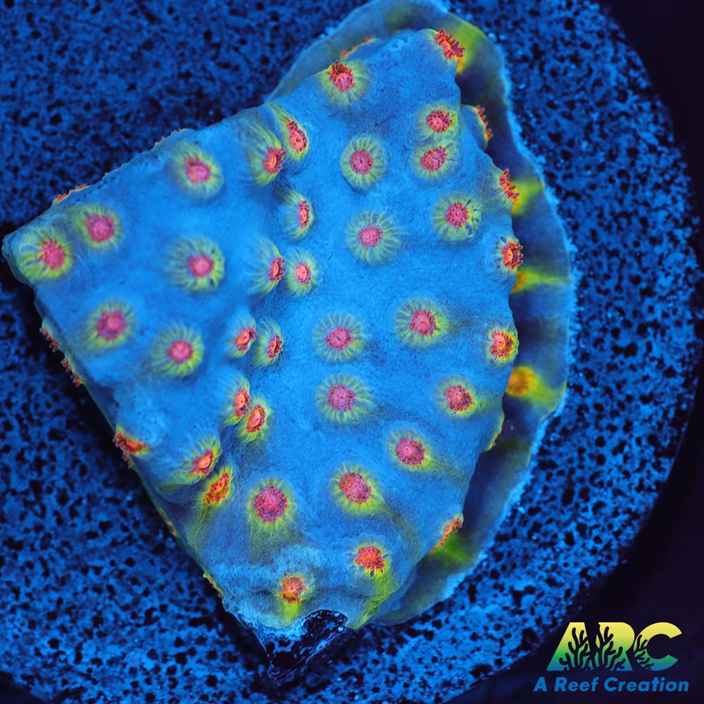 ARC Zombie Eyes Cyphastrea