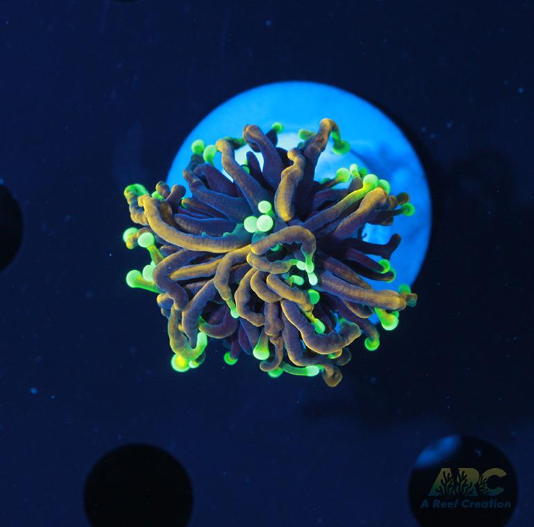 Dragon Soul Torch #2