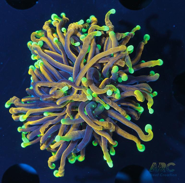 Dragon Soul Torch #3