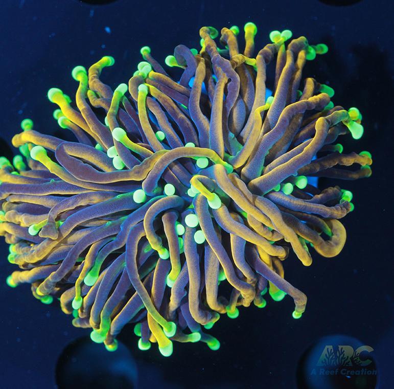 Dragon Soul Torch #4