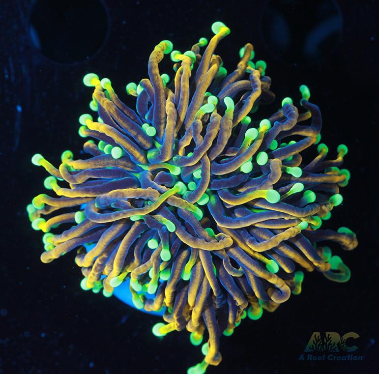 Dragon Soul Torch #5