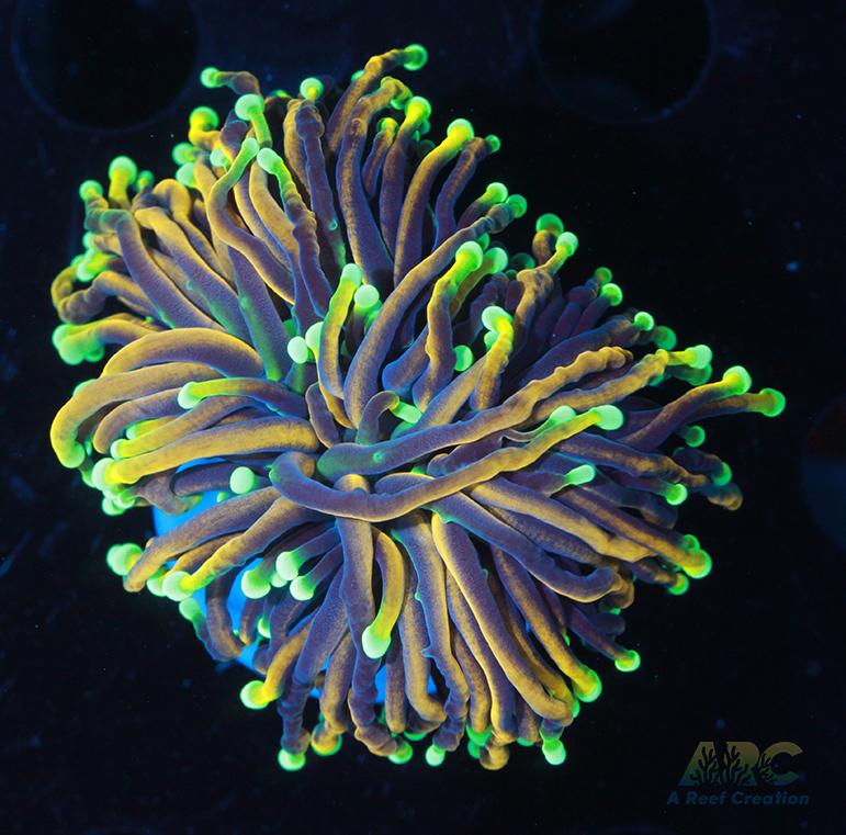 Dragon Soul Torch #6