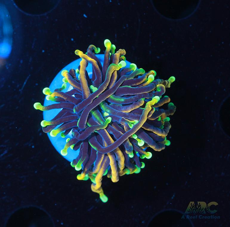 Dragon Soul Torch #7